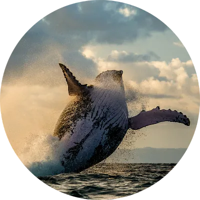 whale watching