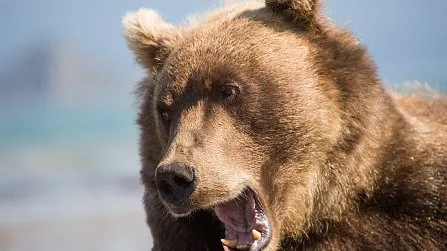 Open Kamchatka in 7 days