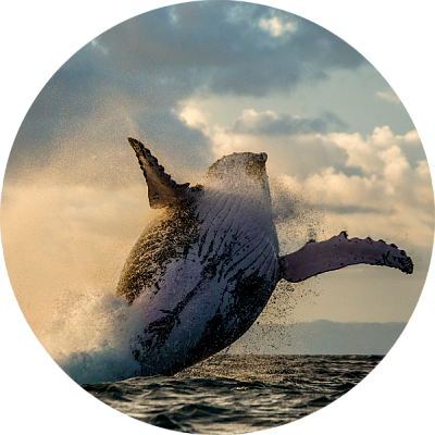 whale watching