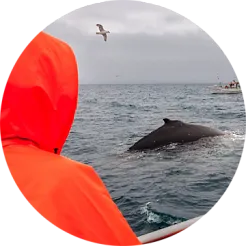 whale safari in husavik