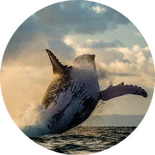 whale watching whale watching