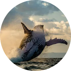 наблюдение за китами